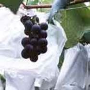 http://articulos.infojardin.com/jardin/fotos-mayo-04/uvas-pajaros.jpg
