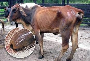 arrapatas ganado 