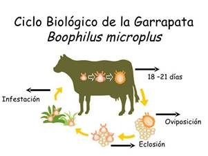 http://s3.amazonaws.com/contextoganadero.com/s3fs-public/imce/2015-10/garrapata_bovina.jpg