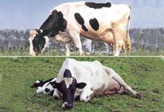usencia de calcio en vacas