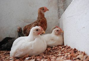 lmidón papa para pollos