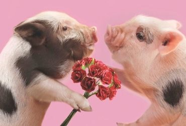 inipigs