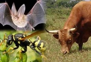 nimales que preservan el medio ambiente