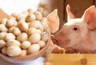 onsumo soya en cerdos