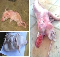 http://razasporcinas.com/wp-content/uploads/2013/10/Deformaciones-abortos-y-nacidos-muertos-o-debiles-por-soja-soya-modificada-geneticamente-en-la-dieta-de-la-cerda-Razas-Porcinas.png