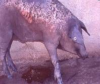 http://www.sanidadanimal.info/cursos/curso/13/images/mal_rojo.jpg