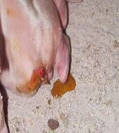 http://albeitar.portalveterinaria.com/fotos/1151/al3615_diarrea_porcino_figura01.jpg