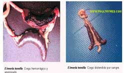 http://images.engormix.com/s_articles/4194_37,916.jpg
