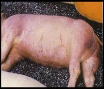 https://francisco47.files.wordpress.com/2010/04/cianosis.jpg