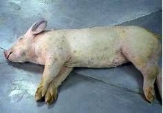 http://razasporcinas.com/wp-content/uploads/2013/11/Enfermedad-de-lechones-Trombocitopenia-Purpura-que-en-necropsia-muestra-hemorragias-en-tejido-muscular-subyacente-Razas-Porcinas.png