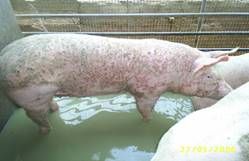 https://images.engormix.com/profile_photos/ph-1216201013854pm-s-1182-ptiriasis-rosacea-4.jpg