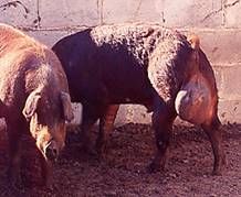 http://www.sanidadanimal.info/cursos/curso/13/images/brucelosis.jpg