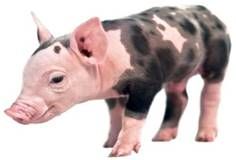 https://snbl.com/wp-content/uploads/Swine_C-300x236.jpg