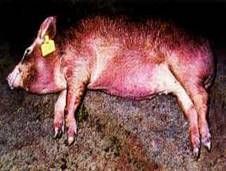 http://www.veterinaria.org/asociaciones/vet-uy/articulos/artic_porc/002/images/image003.jpg