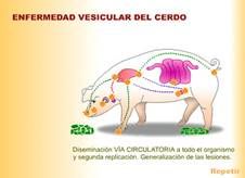 http://www.sanidadanimal.info/cursos/curso/11/images/patogenia.jpg