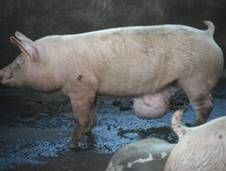 http://1.bp.blogspot.com/-9iePoyj0dng/URr7s4h7HrI/AAAAAAAAAfA/AR5RJZ5rhR0/s1600/Hernia+perineal.JPG