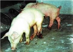 http://razasporcinas.com/wp-content/uploads/2013/11/Lechones-afectados-con-paralisis-flacida-de-la-extremidad-posterior-derecha-produce-el-arrastre-de-la-pierna-y-el-desgaste-de-la-articulacion-Razas-Porcinas.jpg