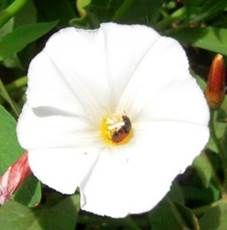 hinita o mariquita en correhuela en flor - Huerto de Urbano