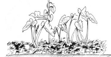 http://www.fao.org/docrep/v5290s/v5290s14.jpg