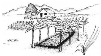 http://www.fao.org/docrep/v5290s/v5290s13.jpg