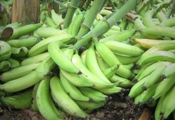 látano Colombia 