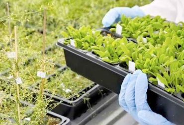 ejoramiento genético plantas