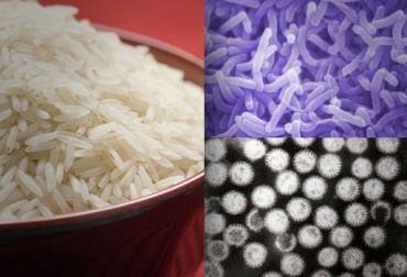 acuna arroz rabia y rotavirus