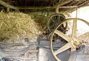 roducción de panela