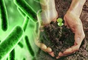 acterias que ayudan a las plantas