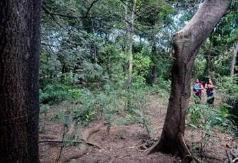 rboles erosión nicaragua