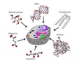 https://sites.google.com/site/ampliabiogeo/_/rsrc/1268334094736/bioqui/las-biomoleculas/biomoleculas_celulares.jpg?height=282&width=320