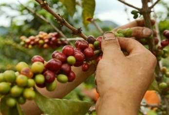 ecolección café