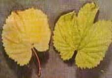 http://articulos.infojardin.com/articulos/fotos-carencias-nutrientes/nitrogeno-fosforo-potasio/nitrogeno-1.jpg