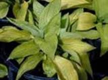 http://articulos.infojardin.com/articulos/fotos-carencias-nutrientes/nitrogeno-fosforo-potasio/nitrogeno-2.jpg