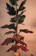 http://articulos.infojardin.com/articulos/fotos-carencias-nutrientes/nitrogeno-fosforo-potasio/fosforo-3.jpg