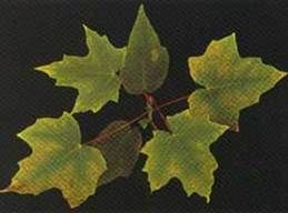 http://articulos.infojardin.com/articulos/fotos-carencias-nutrientes/nitrogeno-fosforo-potasio/fosoforo-2.jpg