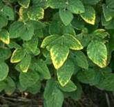 http://articulos.infojardin.com/articulos/fotos-carencias-nutrientes/nitrogeno-fosforo-potasio/potasio-4.jpg