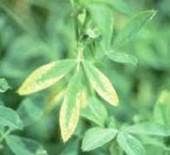 http://articulos.infojardin.com/articulos/fotos-carencias-nutrientes/nitrogeno-fosforo-potasio/potasio-1.jpg