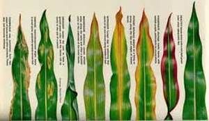 http://articulos.infojardin.com/articulos/fotos-carencias-nutrientes/deficiencias-general.jpg
