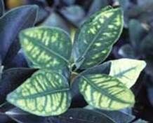 http://articulos.infojardin.com/articulos/fotos-carencias-nutrientes/zinc-citrico-2.jpg