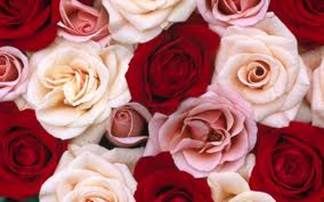 ambiando de color a una rosa(1)
