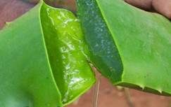 http://cdna.labioguia.com/images/articles/5660a027e1dff_crop.jpg