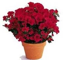 http://articulos.infojardin.com/articulos/Fotos_ph_suelo_2/azalea_contenedor.jpg