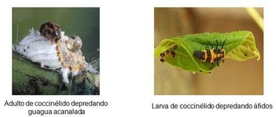 onografias.com