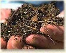 http://articulos.infojardin.com/trucos/Imagenes_nov/compost_manos.jpg