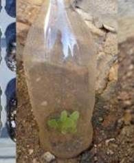 lasticbottle_big3.jpg
