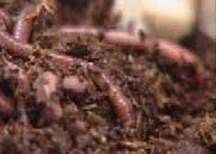 http://articulos.infojardin.com/articulos/fotos-compost-urbano/lombriz-roja.jpg