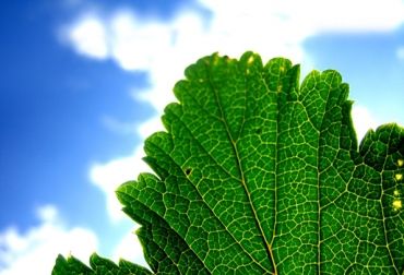 oderes de las plantas