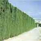 http://articulos.infojardin.com/articulos/Fotos_riego/riego_ahorrar_agua/seto.jpg