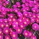 http://articulos.infojardin.com/articulos/Fotos_riego/riego_ahorrar_agua/lampranthus.jpg